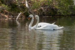 Swans-0039-Edit