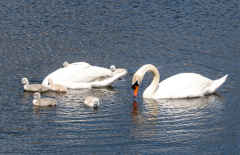 Swans-1083