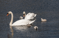 Swans-1104
