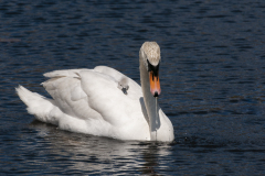 Swans-1116
