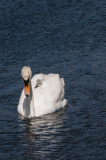 Swans-1127