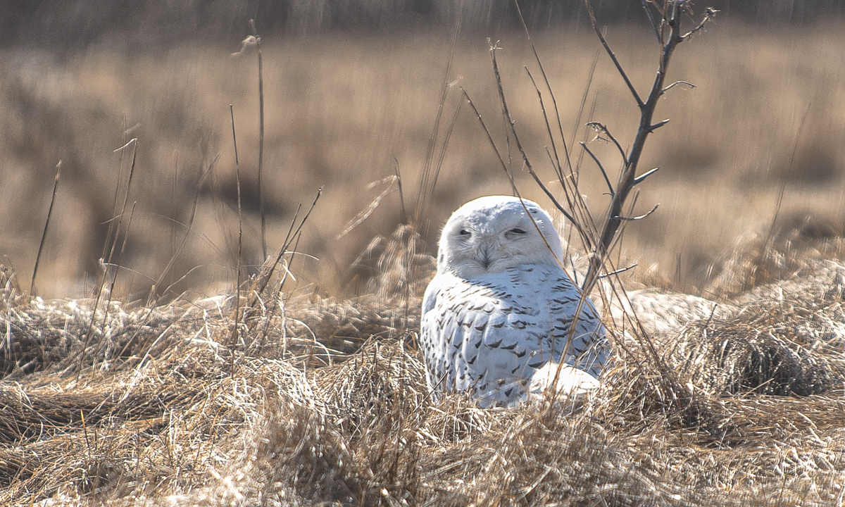 Snowy Owl at Sachuset Point, RI