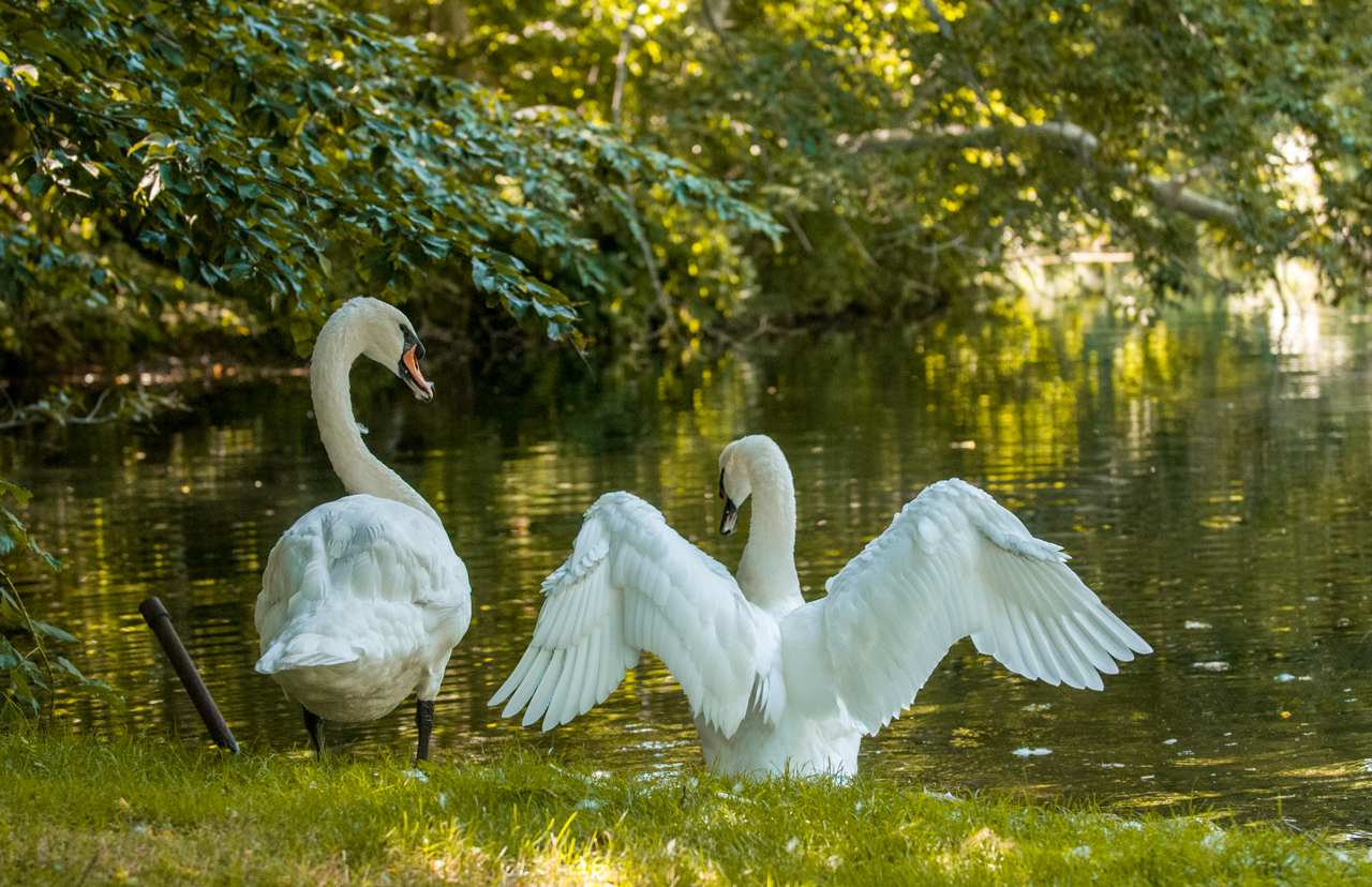 Swans at Nye Pond, E Sandwich